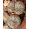 C.obcordellum v. ceresianum (Ceres) - Seed